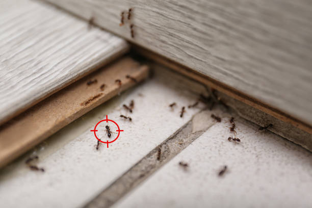 Trusted Kirkland, IL Pest Control Experts