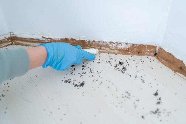Best Flea Control Services  in Kirkland, IL
